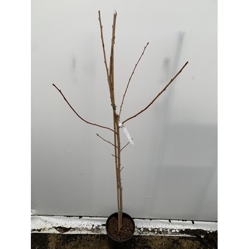 25 - ONE PRUNUS KANZAN JAPANESE FLOWERING CHERRY . HAS PURPLE/PINK FLOWERS IN APRIL. OVER 2 METRES IN HEI... 