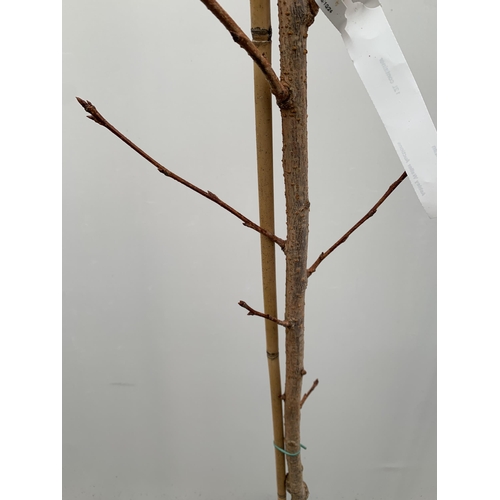 25 - ONE PRUNUS KANZAN JAPANESE FLOWERING CHERRY . HAS PURPLE/PINK FLOWERS IN APRIL. OVER 2 METRES IN HEI... 