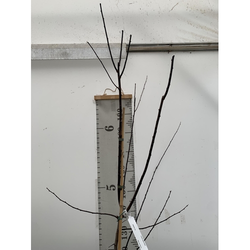 26 - ONE FLOWERING PLUM TREE -PRUNUS CERASIFERA NIGRA. HAS SMALL PINK FLOWERS IN MARCH. APPROX 230CM IN H... 