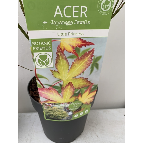 130 - TWO ACER PALMATUMS IN 3 LTR POTS. 'LITTLE PRINCESS' AND 'GOING GREEN', APPROX 1 METRE IN HEIGHT. TO ... 