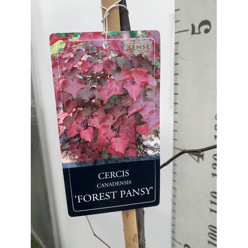 2 - ONE CERCIS CANADENSIS - EASTERN REDBUD 'FOREST PANSY'. A LARGE DECIDUOUS MULTI STEMMED TREE WITH EAR... 