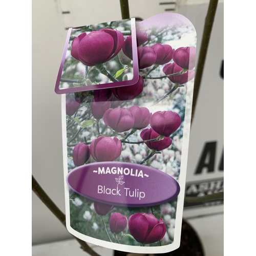 158 - TWO LARGE MAGNOLIA VARIETIES IN BUD- DARK PINK 'WINELIGHT' AND PURPLE 'BLACK TULIP'. IN 5 LTR POTS A... 