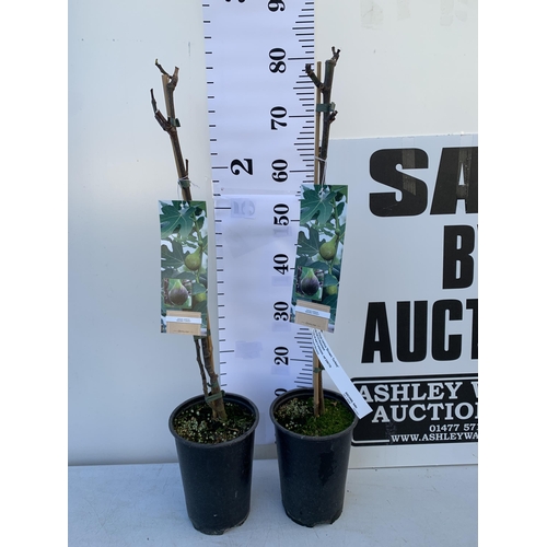 11 - TWO FIG FICUS CARICA 'BROWN TURKEY' SELF POLLINATING. IN 3 LTR POTS. APPROX 80CM IN HEIGHT TO BE SOL... 