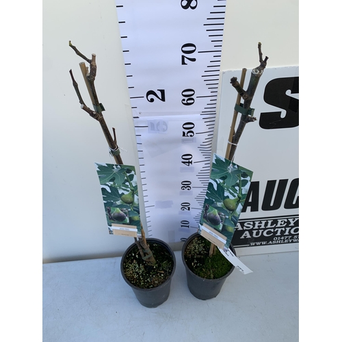 11 - TWO FIG FICUS CARICA 'BROWN TURKEY' SELF POLLINATING. IN 3 LTR POTS. APPROX 80CM IN HEIGHT TO BE SOL... 