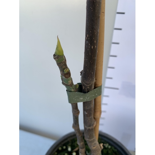 11 - TWO FIG FICUS CARICA 'BROWN TURKEY' SELF POLLINATING. IN 3 LTR POTS. APPROX 80CM IN HEIGHT TO BE SOL... 