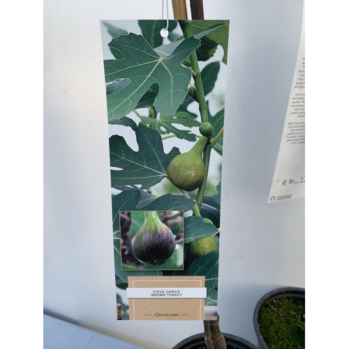 11 - TWO FIG FICUS CARICA 'BROWN TURKEY' SELF POLLINATING. IN 3 LTR POTS. APPROX 80CM IN HEIGHT TO BE SOL... 