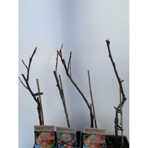 113 - FOUR MIXED FRUIT TREES IN 5 LTR POTS. ONE VICTORIA PLUM, TWO APPLE JONAGOLD, AND ONE APPLE 'ELSTAR' ... 