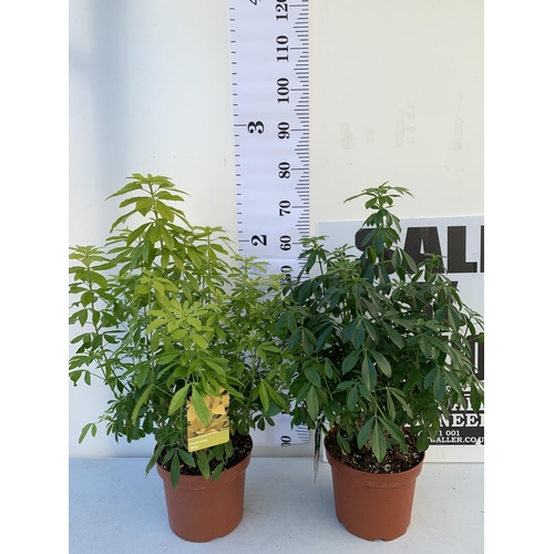 12 - TWO LARGE CHOISYA TERNATA AND 'BRICA' IN 5 LTR POTS. APPROX 80CM IN HEIGHT. TO BE SOLD FOR THE TWO