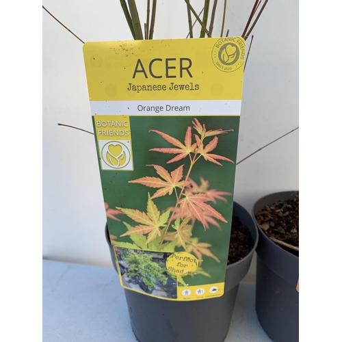 13 - TWO ACER PALMATUMS 'WILSONS PINK DWARF' AND 'ORANGE DREAM' IN 3 LTR POTS. APPROX 90-100CM IN HEIGHT ... 