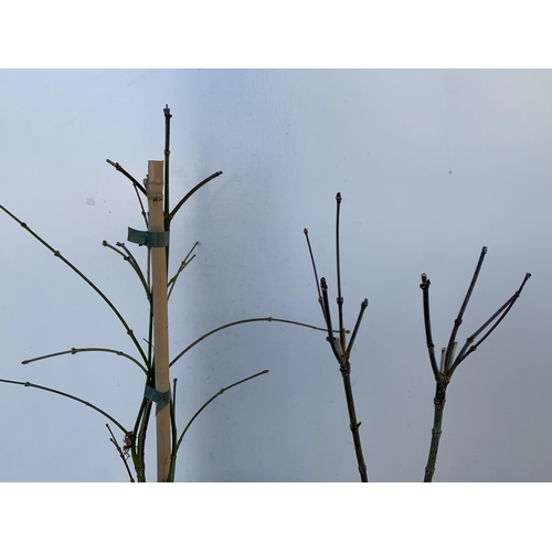 154 - TWO ACER PALMATUMS 'DISSECTUM' AND 'ATROPUREUM' IN 3 LTR POTS. APPROX 60-70CM IN HEIGHT TO BE SOLD F... 