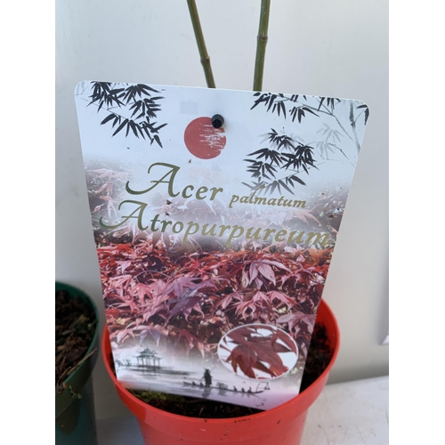 154 - TWO ACER PALMATUMS 'DISSECTUM' AND 'ATROPUREUM' IN 3 LTR POTS. APPROX 60-70CM IN HEIGHT TO BE SOLD F... 