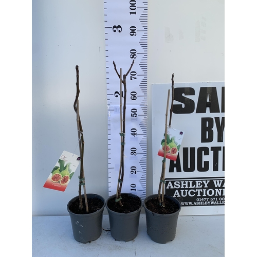 155 - THREE FIG FICUS CARICA 'BROWN TURKEY' SELF POLLINATING. IN 2 LTR POTS. APPROX 70-80CM IN HEIGHT TO B... 