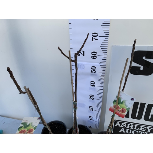 155 - THREE FIG FICUS CARICA 'BROWN TURKEY' SELF POLLINATING. IN 2 LTR POTS. APPROX 70-80CM IN HEIGHT TO B... 