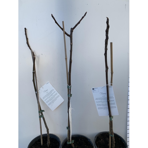 155 - THREE FIG FICUS CARICA 'BROWN TURKEY' SELF POLLINATING. IN 2 LTR POTS. APPROX 70-80CM IN HEIGHT TO B... 