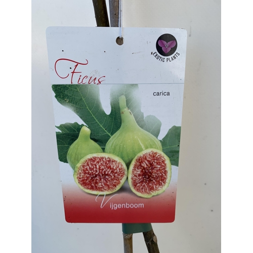 155 - THREE FIG FICUS CARICA 'BROWN TURKEY' SELF POLLINATING. IN 2 LTR POTS. APPROX 70-80CM IN HEIGHT TO B... 