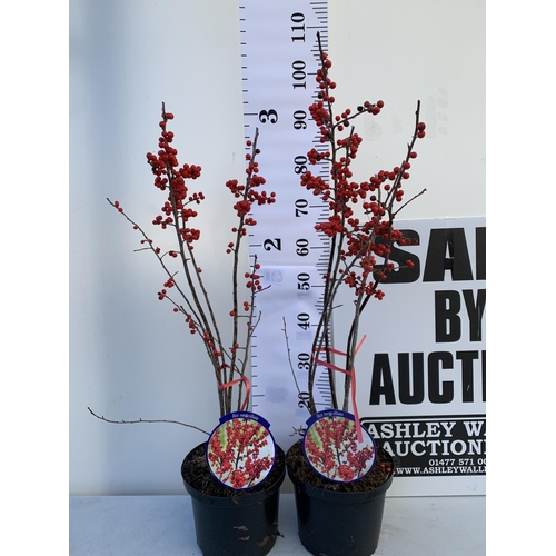 156 - 2 LARGE HOLLY ILEX VERTICILLATA WINTERBERRY IN 5 LTR POTS. APPROX 90-110CM TALL, LADEN WITH RED BERR... 