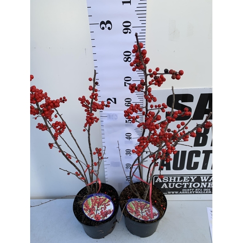 156 - 2 LARGE HOLLY ILEX VERTICILLATA WINTERBERRY IN 5 LTR POTS. APPROX 90-110CM TALL, LADEN WITH RED BERR... 