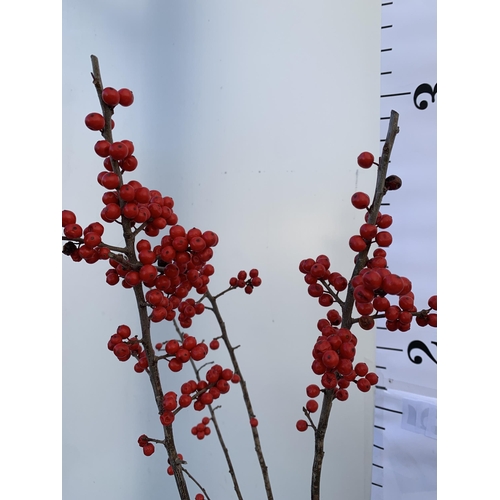 156 - 2 LARGE HOLLY ILEX VERTICILLATA WINTERBERRY IN 5 LTR POTS. APPROX 90-110CM TALL, LADEN WITH RED BERR... 