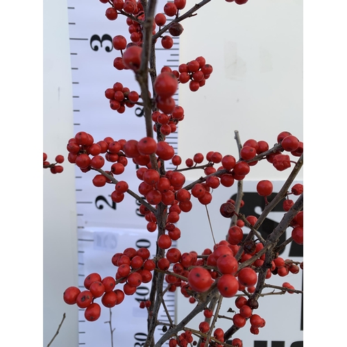 156 - 2 LARGE HOLLY ILEX VERTICILLATA WINTERBERRY IN 5 LTR POTS. APPROX 90-110CM TALL, LADEN WITH RED BERR... 