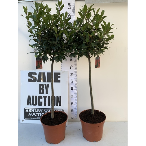 159 - A PAIR OF STANDARD KITCHEN BAY TREES 'LAURUS NOBILIS' IN 10 LTR POTS APPROX 140CM IN HEIGHT TO BE SO... 