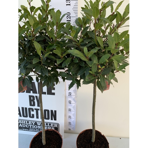 159 - A PAIR OF STANDARD KITCHEN BAY TREES 'LAURUS NOBILIS' IN 10 LTR POTS APPROX 140CM IN HEIGHT TO BE SO... 