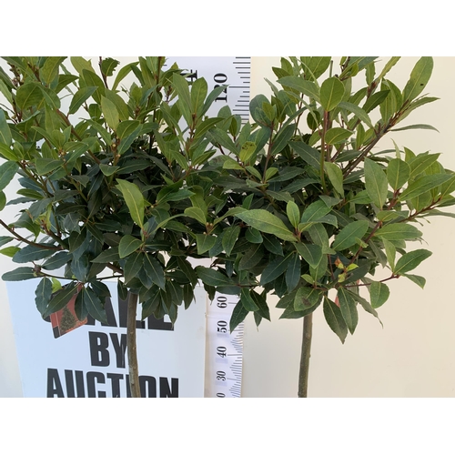 159 - A PAIR OF STANDARD KITCHEN BAY TREES 'LAURUS NOBILIS' IN 10 LTR POTS APPROX 140CM IN HEIGHT TO BE SO... 