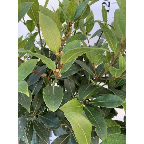 159 - A PAIR OF STANDARD KITCHEN BAY TREES 'LAURUS NOBILIS' IN 10 LTR POTS APPROX 140CM IN HEIGHT TO BE SO... 