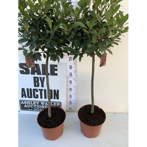 159 - A PAIR OF STANDARD KITCHEN BAY TREES 'LAURUS NOBILIS' IN 10 LTR POTS APPROX 140CM IN HEIGHT TO BE SO... 