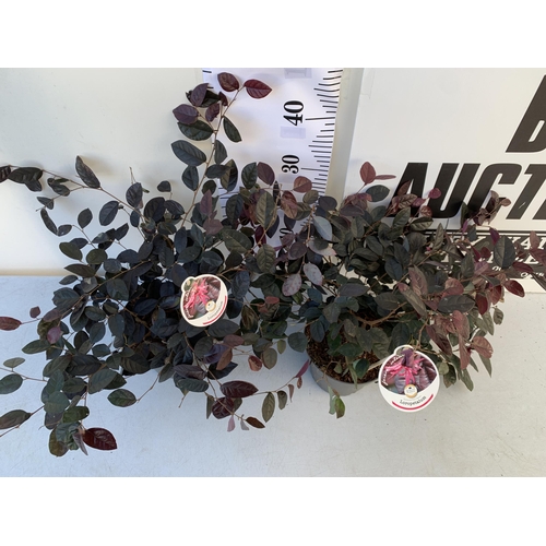 17 - TWO LOROPETALUM CHINESE FRINGE FLOWER 'FIRE DANCE' IN 2 LTR POTS. EVERGREEN WITH BRIGHT PINK STRAP F... 