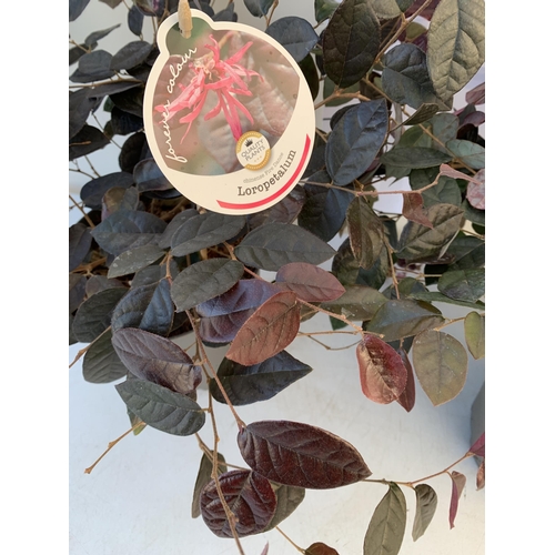 17 - TWO LOROPETALUM CHINESE FRINGE FLOWER 'FIRE DANCE' IN 2 LTR POTS. EVERGREEN WITH BRIGHT PINK STRAP F... 