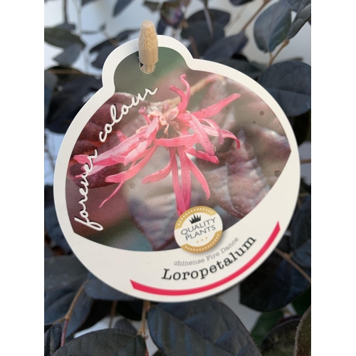 17 - TWO LOROPETALUM CHINESE FRINGE FLOWER 'FIRE DANCE' IN 2 LTR POTS. EVERGREEN WITH BRIGHT PINK STRAP F... 