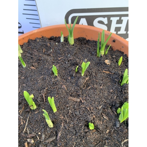 28 - TWO PLANTERS FILLED WITH SPRING BULBS TO INCLUDE DAFFODILS, CROCUS, TULIPS, SNOW DROPS. 5 LTR POTS 1... 