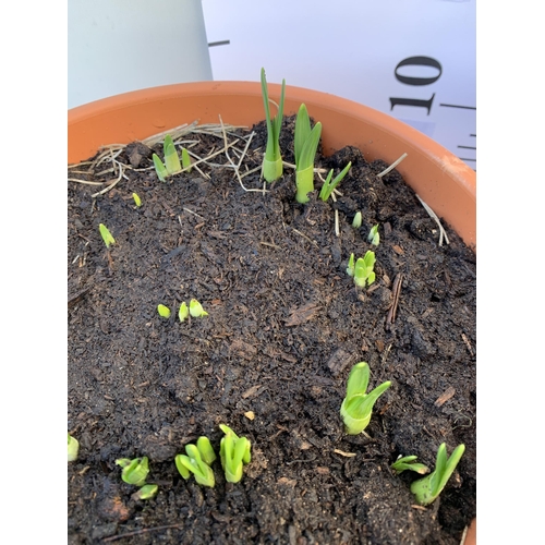 28 - TWO PLANTERS FILLED WITH SPRING BULBS TO INCLUDE DAFFODILS, CROCUS, TULIPS, SNOW DROPS. 5 LTR POTS 1... 