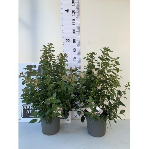 29 - TWO LARGE VIBURNUM TINUS SENSE IN 5 LTR POTS. APPROX 90CM IN HEIGHT. TO BE SOLD FOR THE TWO