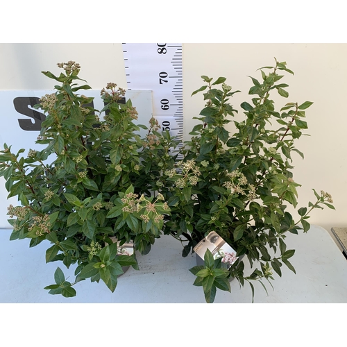 29 - TWO LARGE VIBURNUM TINUS SENSE IN 5 LTR POTS. APPROX 90CM IN HEIGHT. TO BE SOLD FOR THE TWO