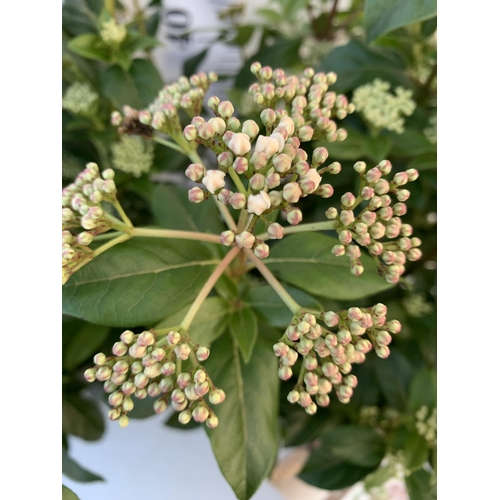 29 - TWO LARGE VIBURNUM TINUS SENSE IN 5 LTR POTS. APPROX 90CM IN HEIGHT. TO BE SOLD FOR THE TWO