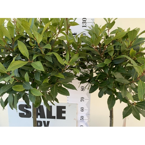 31 - A PAIR OF STANDARD KITCHEN BAY TREES 'LAURUS NOBILIS' IN 10 LTR POTS APPROX 140-150CM IN HEIGHT TO B... 