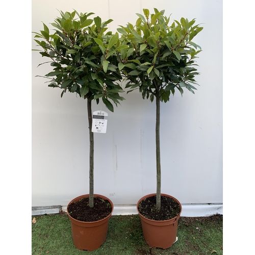 31 - A PAIR OF STANDARD KITCHEN BAY TREES 'LAURUS NOBILIS' IN 10 LTR POTS APPROX 140-150CM IN HEIGHT TO B... 