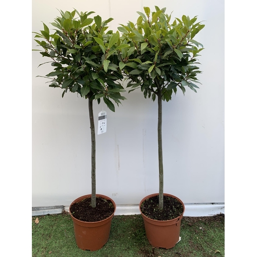 31 - A PAIR OF STANDARD KITCHEN BAY TREES 'LAURUS NOBILIS' IN 10 LTR POTS APPROX 140-150CM IN HEIGHT TO B... 