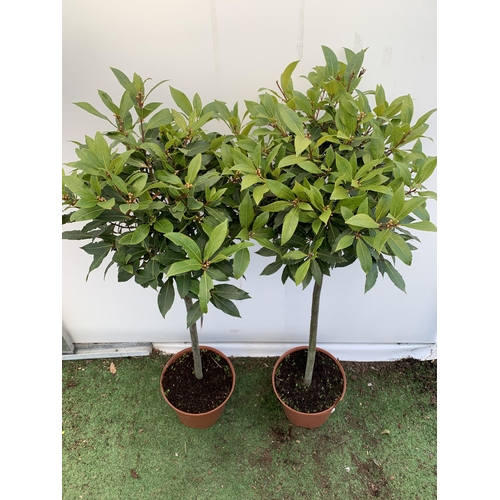 31 - A PAIR OF STANDARD KITCHEN BAY TREES 'LAURUS NOBILIS' IN 10 LTR POTS APPROX 140-150CM IN HEIGHT TO B... 