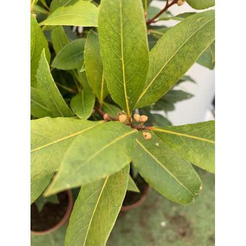 31 - A PAIR OF STANDARD KITCHEN BAY TREES 'LAURUS NOBILIS' IN 10 LTR POTS APPROX 140-150CM IN HEIGHT TO B... 