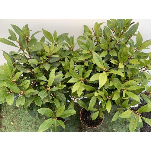 31 - A PAIR OF STANDARD KITCHEN BAY TREES 'LAURUS NOBILIS' IN 10 LTR POTS APPROX 140-150CM IN HEIGHT TO B... 