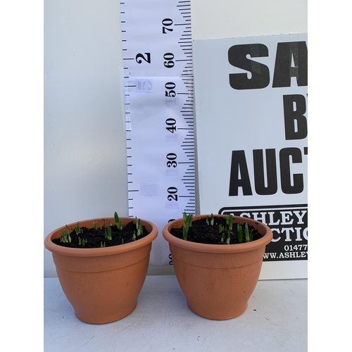 32 - TWO PLANTERS FILLED WITH SPRING BULBS TO INCLUDE DAFFODILS, CROCUS, TULIPS, SNOW DROPS. 5 LTR POTS 1... 