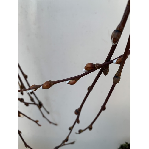 33 - TWO WEEPING WILLOW SALIX 'KILMARNOCK' PATIO DWARF STANDARD TREES. FORMS A DOME SHAPE WITH CATKINS AN... 