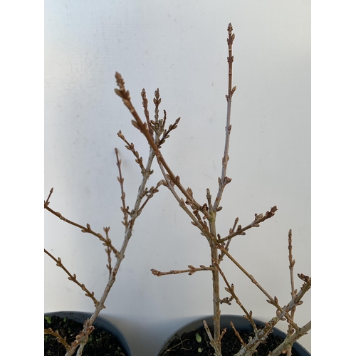 49 - TWO LARGE FORSYTHIA 'MINIGOLD' IN BUD. HAVE STUNNING YELLOW FLOWERS IN SPRING. APPROX 50CM IN HEIGHT... 