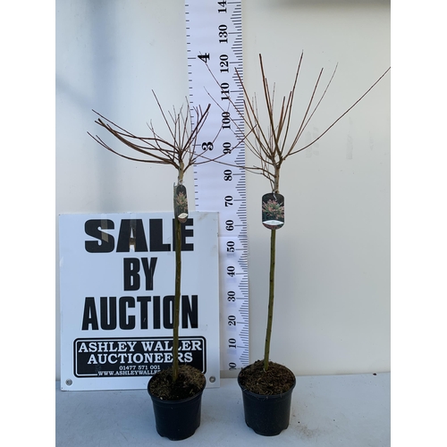 5 - TWO SALIX INTEGRA HAKURO- NISHIKI IN 3 LTR POTS. APPROX 110-120CM IN HEIGHT TO BE SOLD FOR THE TWO