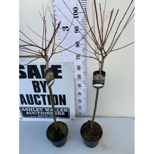 5 - TWO SALIX INTEGRA HAKURO- NISHIKI IN 3 LTR POTS. APPROX 110-120CM IN HEIGHT TO BE SOLD FOR THE TWO