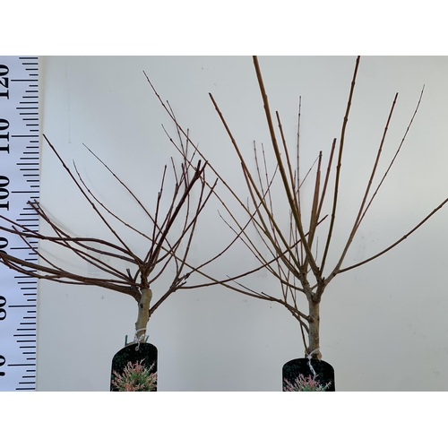 5 - TWO SALIX INTEGRA HAKURO- NISHIKI IN 3 LTR POTS. APPROX 110-120CM IN HEIGHT TO BE SOLD FOR THE TWO