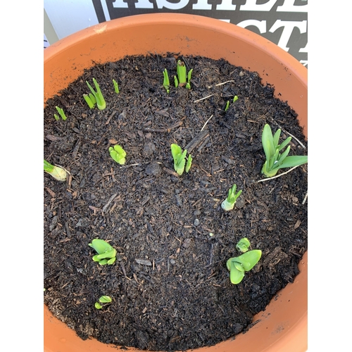 50 - TWO PLANTERS FILLED WITH SPRING BULBS TO INCLUDE DAFFODILS, CROCUS, TULIPS, SNOW DROPS. 5 LTR POTS 1... 