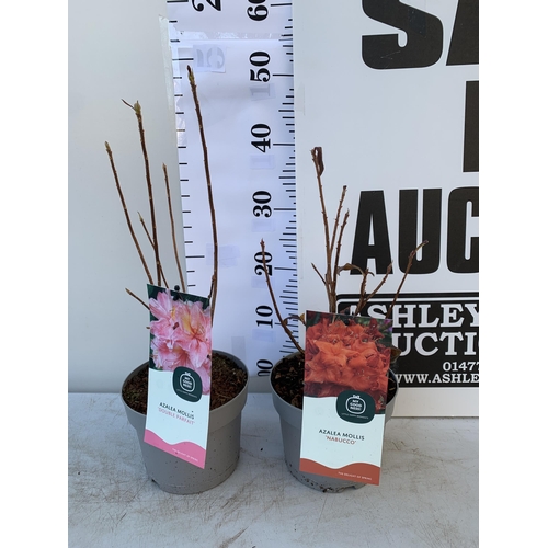 51 - TWO AZALEA MOLLIS  'DOUBLE PARFAIT' IN PINK AND 'NABUCCO' IN ORANGE RED IN 2 LTR POTS. IN BUD APPROX... 